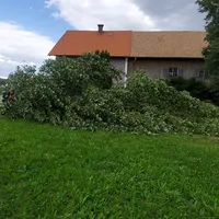 20260828_THL-Baum-2.jpg