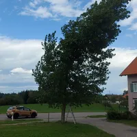 20260828_THL-Baum-1.jpg