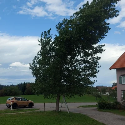 20260828_THL-Baum-1.jpg