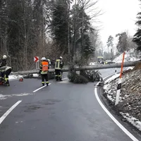 thl1-baum_auf_strasse.jpg